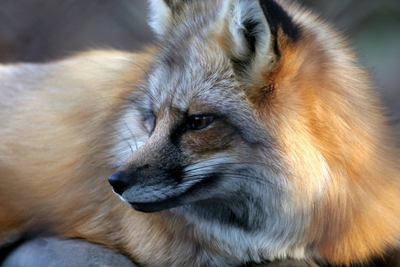 Red Fox