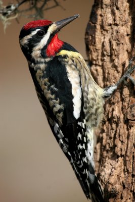 Yellow-bellied Sapsucker