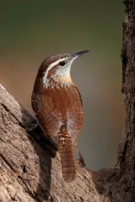 Carolina Wren