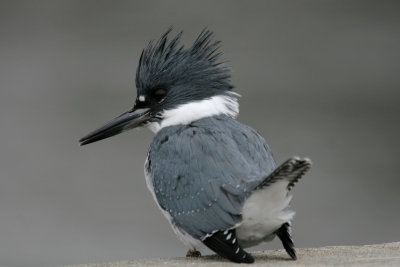 Belted Kingfisher