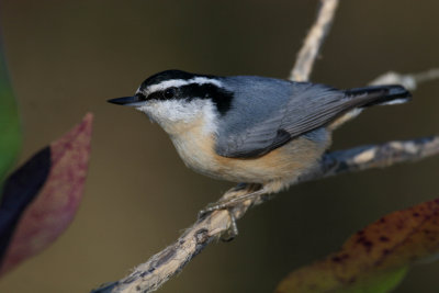 Red-breasted Nuthatch