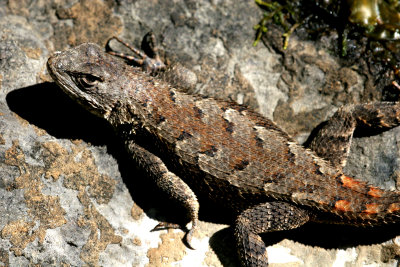 Eastern Fence Lizard