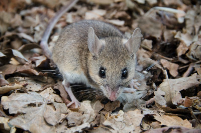 Chap. 7-27 Pinyon Mouse-2