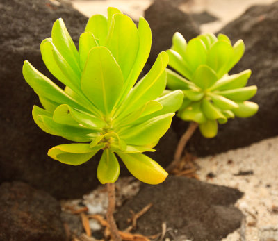 Pu'uhonua o Honaunau
