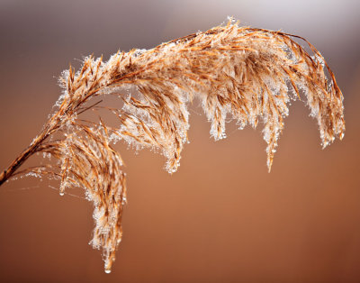 Salt marsh grass