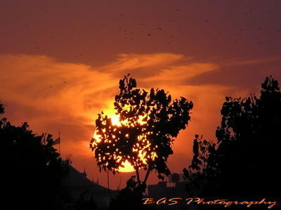 Sunset in the tree