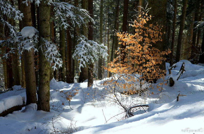 la fin de l'hiver