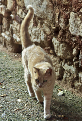 un chat roux  Roussillon
