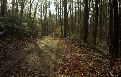 late autumn forest