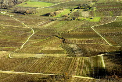 vineyard in winter