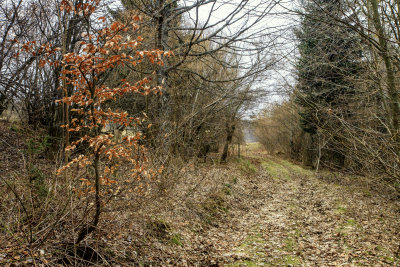 no signs of spring