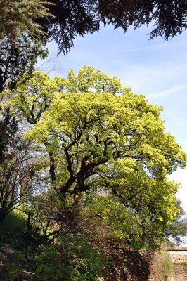 Jardin des Plantes - 2955