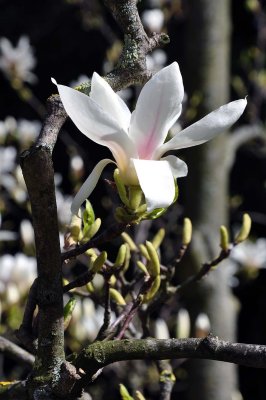 Magnolia du Jardin des Plantes - 2983