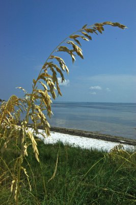 Sea Grass and the Forgotten Coast