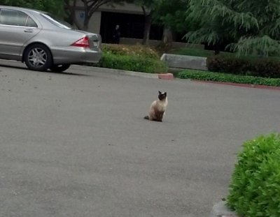 this cat mocks me on occassion