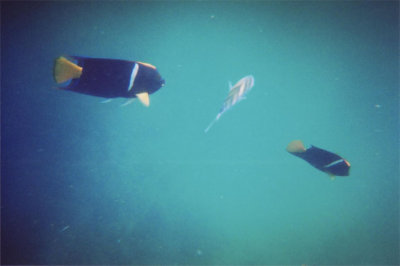 the fish refused to cooperate for my sashimi bite attempt