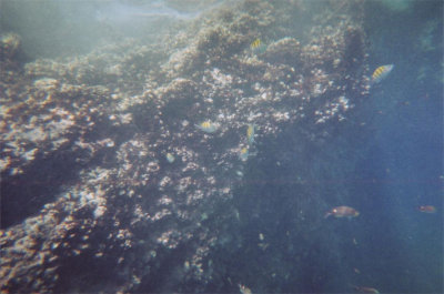 the corals that the guide kept pulling animals from