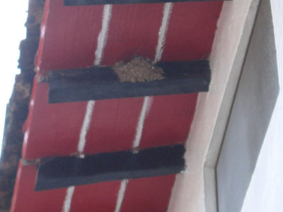 no it's not p00p... it's actually a bird's nest in an overhang