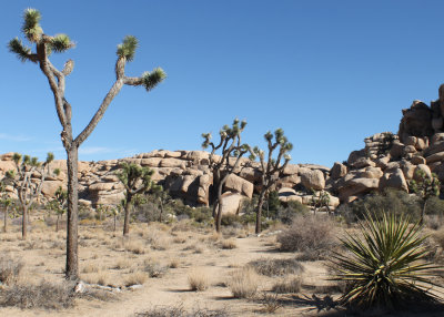 Joshua Tree Dec 2012