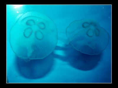 Two little medusas