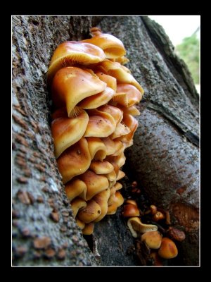 Crazy mushrooms