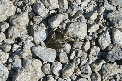 Rocks and frog.jpg