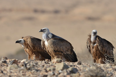 Griffon Vulture_3925 