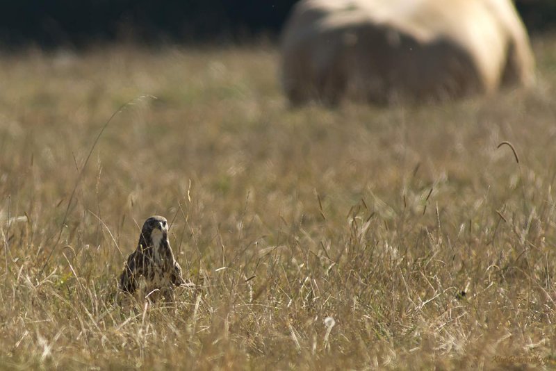 Falls.Buzzard , the Hunter in rest