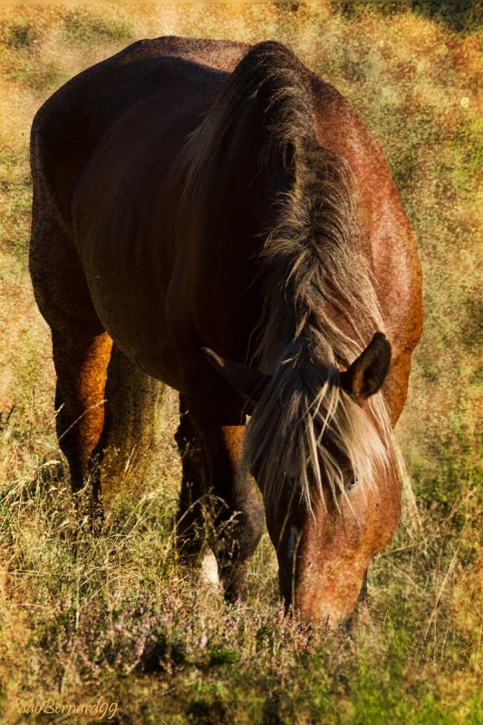 Summer.The Horse