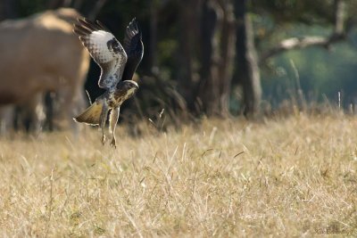 Falls.Buzzard I