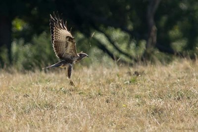 Falls.Buzzard II