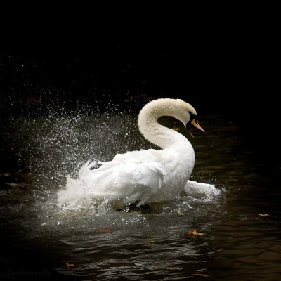 Falls.LEICESTER's SWAN  