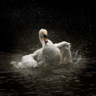 Falls.LEICESTER's SWAN 