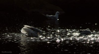 Falls.Leicester's Gulls in the stars