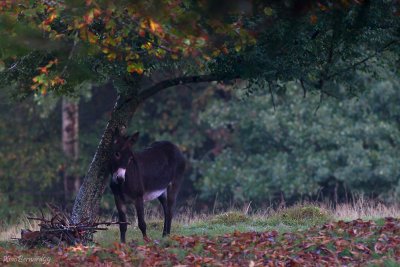 Falls.The kind donkey.