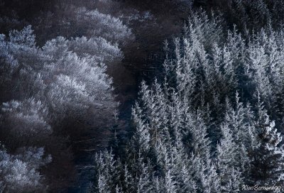 The wood in white