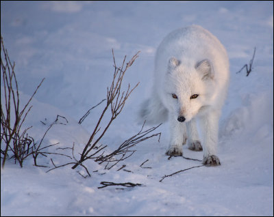 Arctic Fox About to Attack