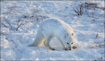Arctic Fox Watching Prey