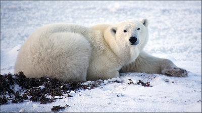 Ice Bear Watches the Photographer