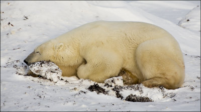 Polar Bear Napping