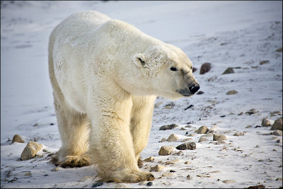 Polar Bear Shows Scarface