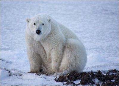 Polar Bear Stare