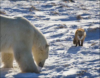 Red Fox Stopped in his Tracks