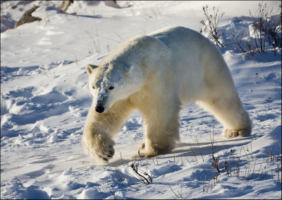 Polar Bears of Churchill, Manitoba, Canada 2012