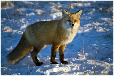 Red Fox at Sunrise