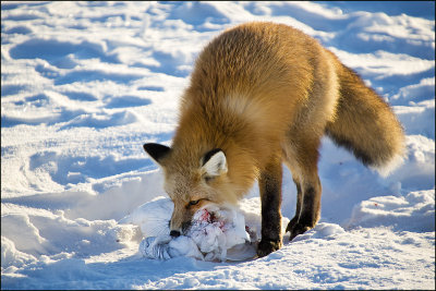 Red Fox moves Ptarmigan Kill