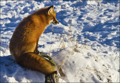 Red Fox the Thinker