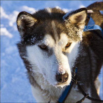 Dogsled Husky