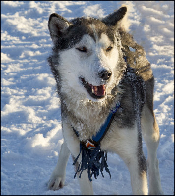 Dog Sled Husky