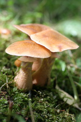  Mushroom Onoway AB (3).JPG